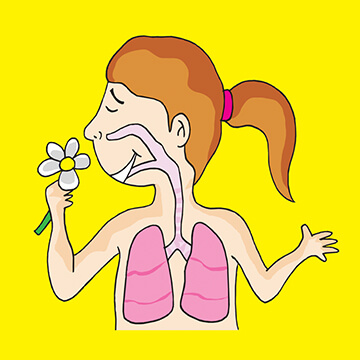 Ilustracion del aparato respiratorio