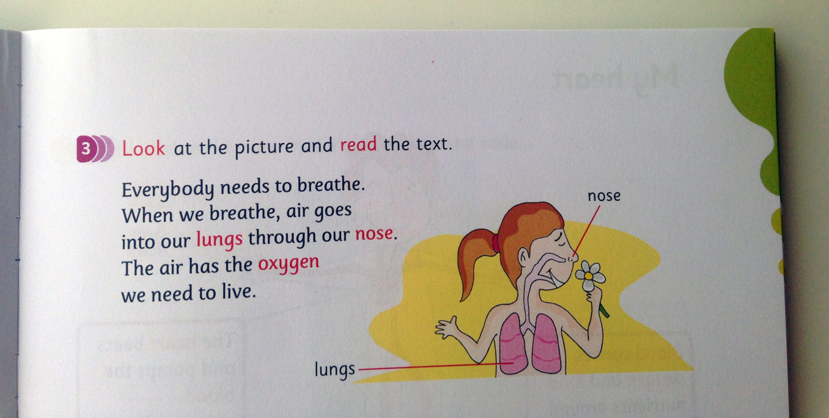 lungs